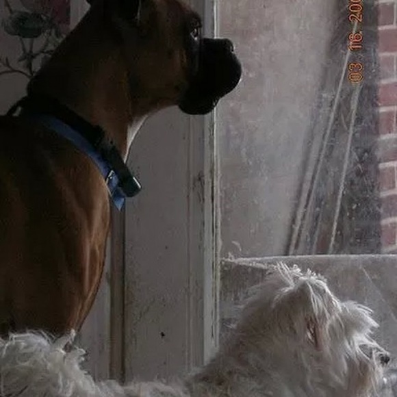 Meet your Posher, Rhonda - Picture 1 of 1